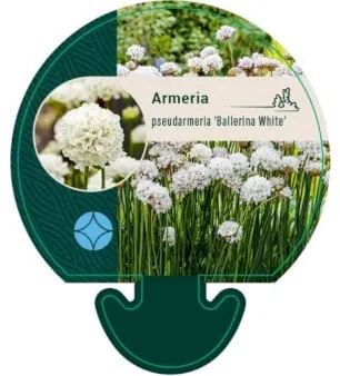 Angol fű