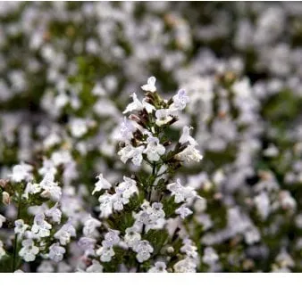 Hegyi menta